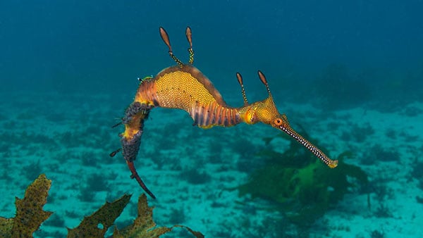 0Kurnell Weedy Seadragon_JJ31120 NL