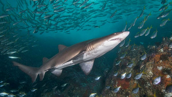 Diving Sydney Magic Point grey nurse shark credit Jayne Jenkins_JJ30560 NL