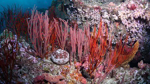 similan15 similan15